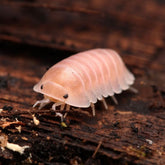 Cubaris sp. “Cherry Blossom”